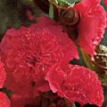 Alcea rosea 'Pleniflora Rot'