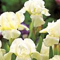 Iris barbata- nana 'Bright White'