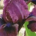 Iris barbata- nana 'Pastel Charme'