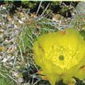 Opuntia polyacantha gelb