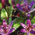Tricyrtis Hybride 'Purple Beauty'