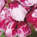 Dianthus gratianopolitanus 'Walfried Gem'