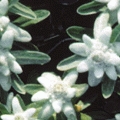 Leontopodium alpinum 'Silberzwerg'