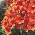 Phlox paniculata 'Orange Perfection'
