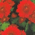 Chrysanthemum hortorum 'Vesuv'