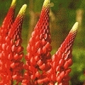 Lupinus hybr 'Camelot Red'