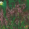 Salvia nemorosa 'Merleau Rose'