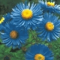 Aster novae-angliae 'Barrs Blue'
