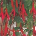 Fuchsia magellanica 'Electra Red'