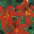 Hemerocallis hybr 'Autumn Red'