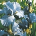 Iris barbata- elatior 'Blue Rhythm'