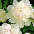 Paeonia lactiflora 'Couronne d Or'