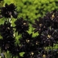 Aquilegia vulgaris 'Black Barlow'