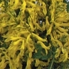 Corydalis wilsonii