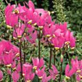 Dodecatheon meadia 'Rote Auslese'