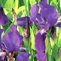 Iris barbata- nana 'Blue Denim'