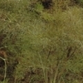 Foeniculum vulgare 'Atropurpureum'
