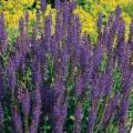 Salvia nemorosa violett