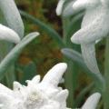 Leontopodium alpinum 'Stella Bavaria'