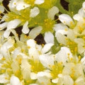 Saxifraga apiculata 'Gregor Mendel'