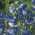 Campanula persicifolia 'Grdfl. Coerulea'