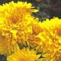Chrysanthemum hortorum 'Citronella'