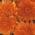 Chrysanthemum hortorum 'Ordensstern'