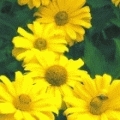 Heliopsis scabra 'Sommersonne'