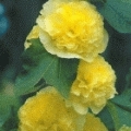 Alcea rosea 'Pleniflora Gelb'