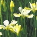 Iris sibirica 'White Swirl'