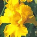 Iris barbata- elatior 'St. Crispin'