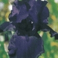 Iris barbata- elatior 'Dark Triumph'