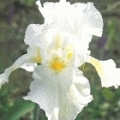 Iris barbata- elatior 'Gilbert'