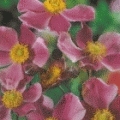 Anemone japonica 'Septembercharm'